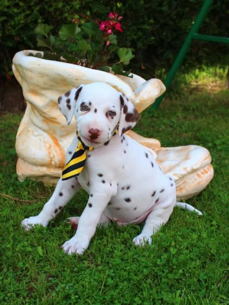 cuccioli dalmata con pedigree