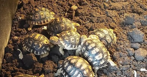 tartarughe leopardo per l'adozione