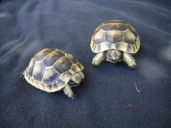 tartarughe leopardo per l'adozione | Foto 0