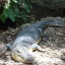 eccezionale coccodrillo di 5 mesi.