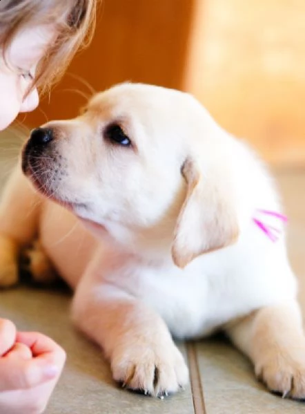 bellissimi cuccioli labrador  retriever disponibili per l'adozione gratuita. i cuccioli sono molto s