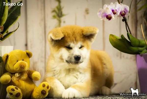 Cuccioli di Akita inu in vendita | Foto 6