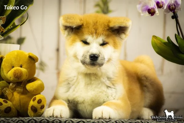 Cuccioli di Akita inu in vendita