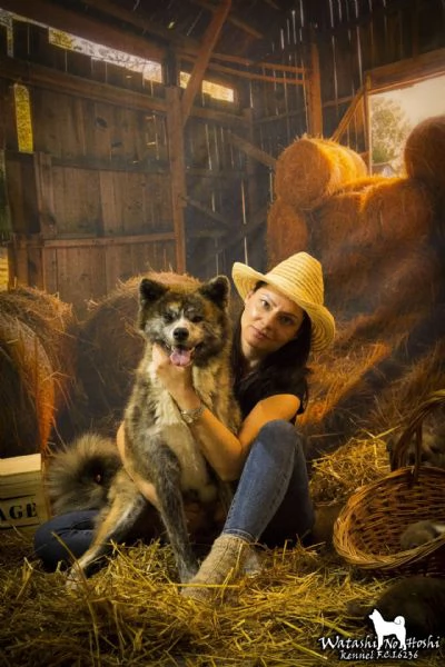 Cuccioli di Akita inu in vendita | Foto 5