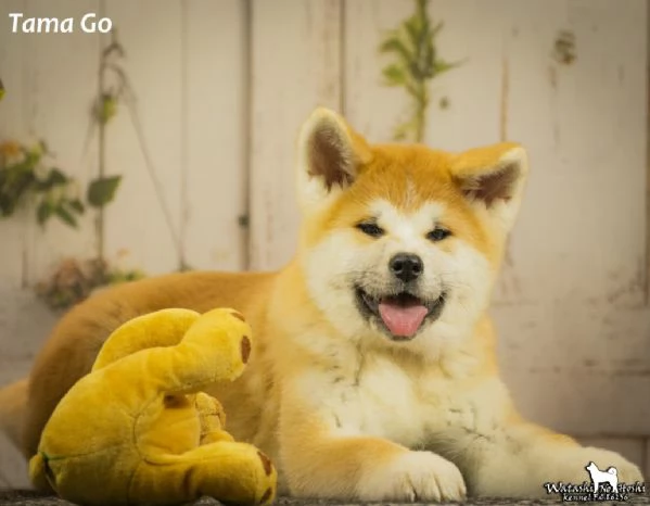 Cuccioli di Akita inu in vendita | Foto 4