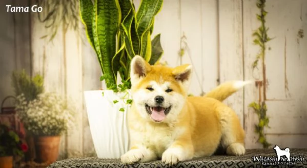 Cuccioli di Akita inu in vendita | Foto 3