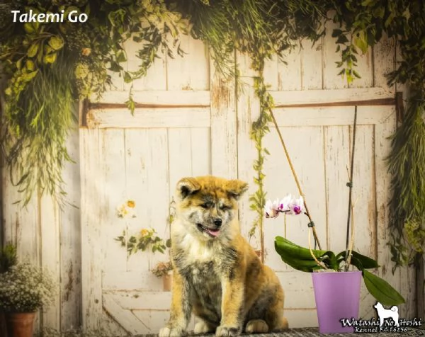 Cuccioli di Akita inu in vendita | Foto 2