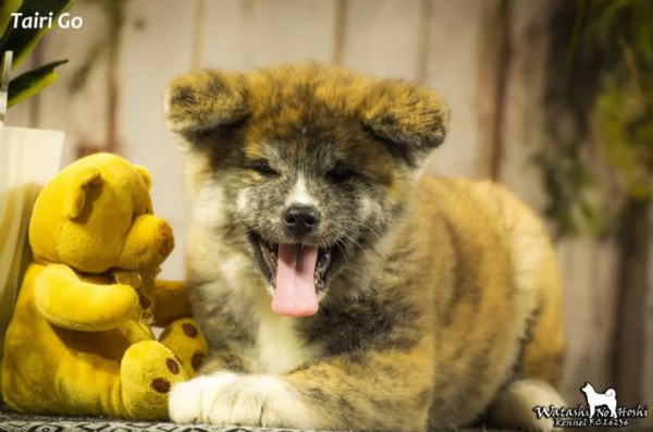 Cuccioli di Akita inu in vendita | Foto 1