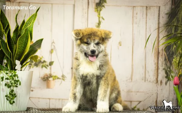 Cuccioli di Akita inu in vendita | Foto 0