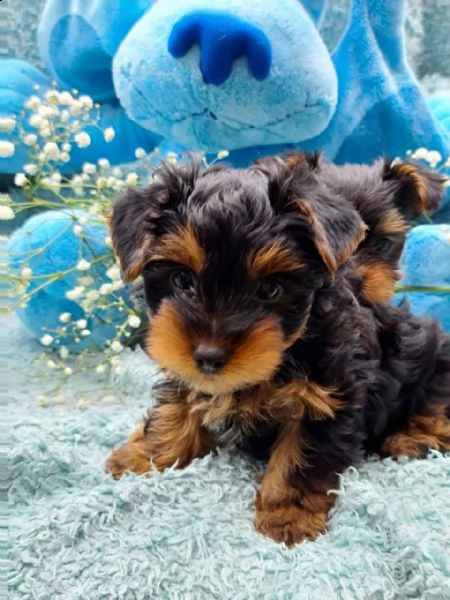 cuccioli di yorkie maschi e femmine in cerca di una nuova casa | Foto 0