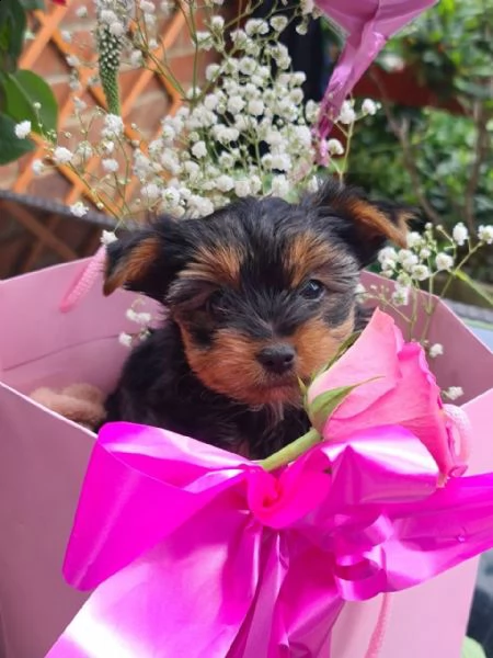 cuccioli di yorkie maschi e femmine in cerca di una nuova casa