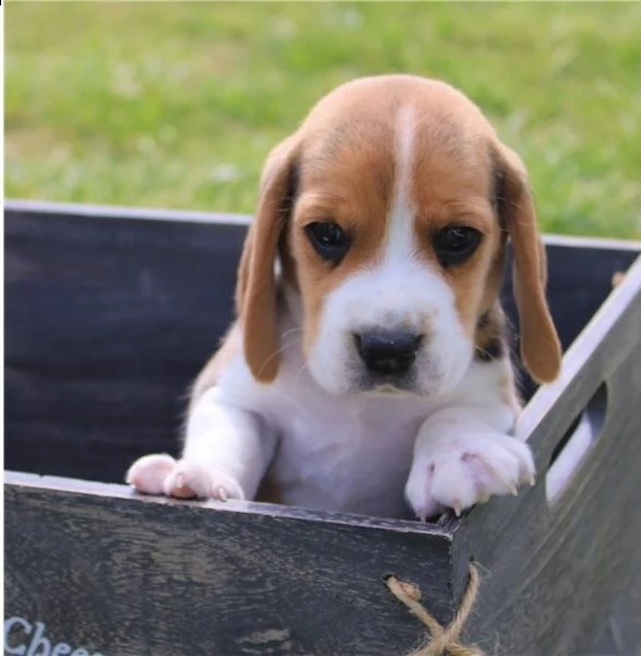regalo beagle cuccioli meravigliosi ! 