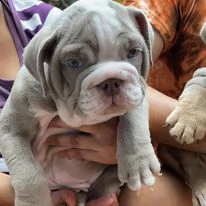 come addestrare un cucciolo