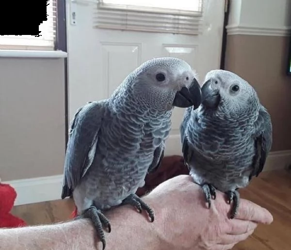 pappagallo cenerino africano per l'adozione