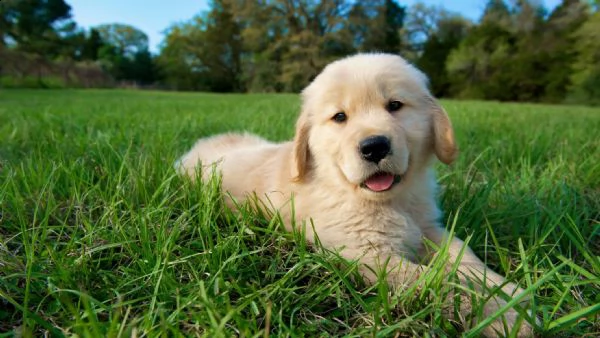 bellissimi cuccioli golden retriever disponibili per l'adozione gratuita. i cuccioli sono molto sani