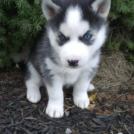 regalo cuccioli siberian husky maschio e femmina