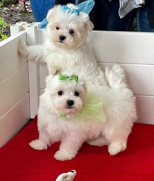 cuccioli di maltese toy | Foto 0