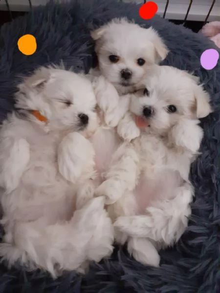 cuccioli di maltese toy