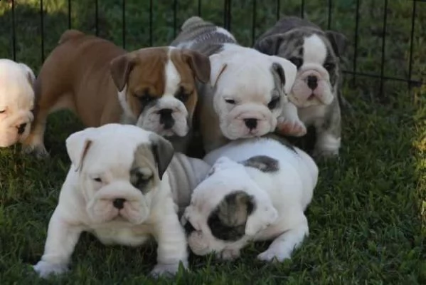 adorabili cuccioli bulldog inglese cercano babbo natale