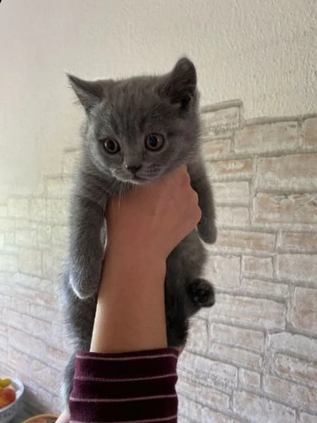 gattino british shorthair | Foto 0