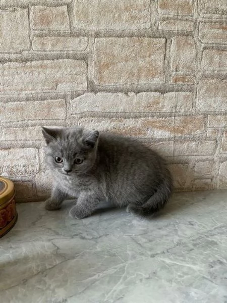 gattino british shorthair