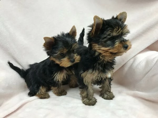 yorkie