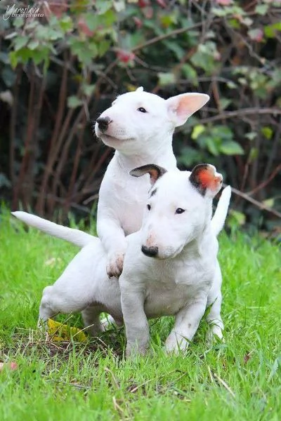 bellissimi cuccioli bull terrier disponibili per l'adozione gratuita. i cuccioli sono molto sani gio