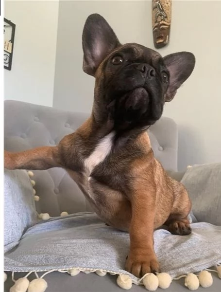 cuccioli di bulldog francese per l'adozione