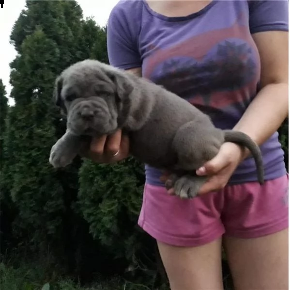   regalo neapolitan mastiff cuccioli meravigliosi ! 