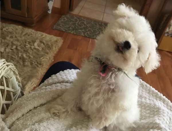 regalo bolognese cuccioli meravigliosi !