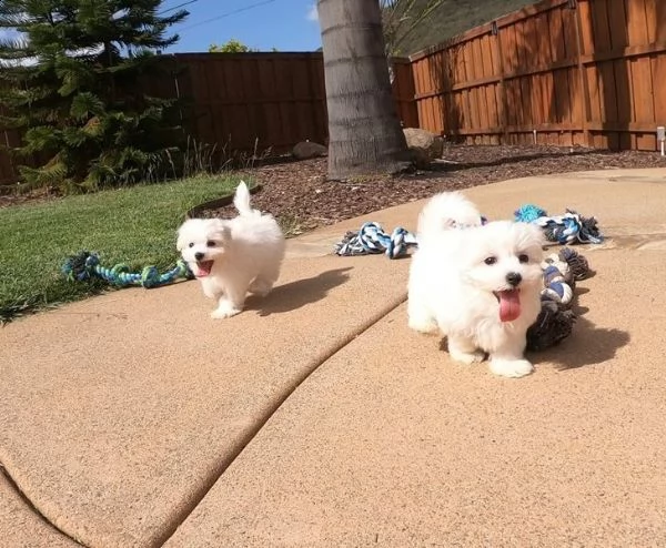 spettacoli cuccioli maltese toy. | Foto 2