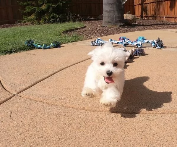 spettacoli cuccioli maltese toy. | Foto 1