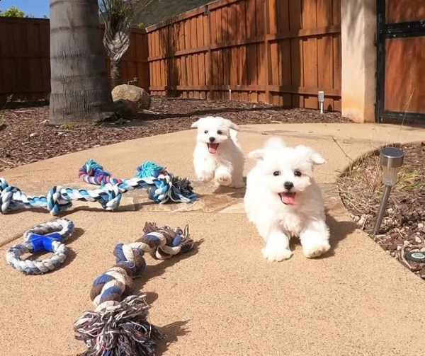 spettacoli cuccioli maltese toy.