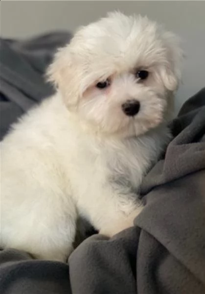 spettacoli cuccioli maltese toy. | Foto 0