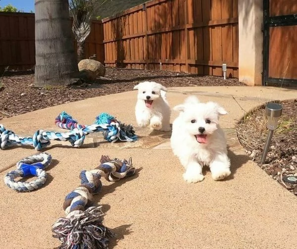 disponiamo di 5 cuccioli di maltese mini toy.