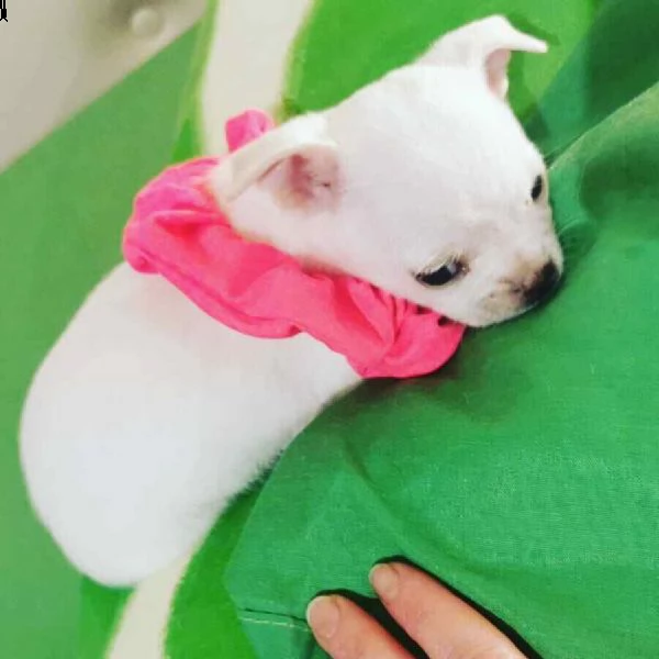 disponibile meravigliosa cucciolina di chihuahua 