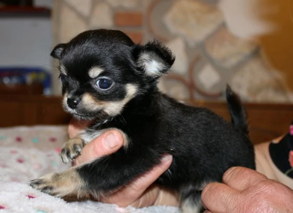 cuccioli chihuahua
