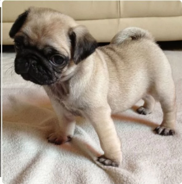 cuccioli di carlino belli e molto amichevoli pronti per una nuova casa