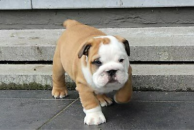 cucciolo di bulldog inglese fedelissimo eccellentissimo