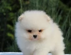 cucciolo di spitz mini mini toy eccellentissimo 