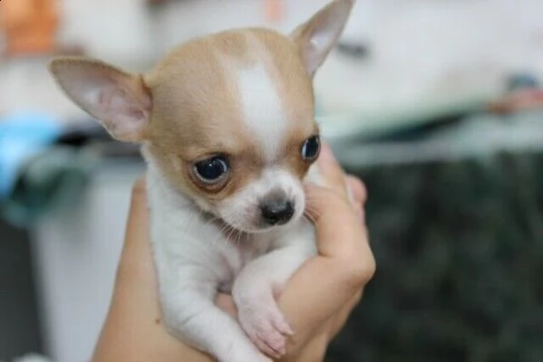 cuccioli di pincher chiuwawa mini toy eccellentissimi vivacissimi 