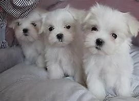 disponiamo cucciolo di maltese mini toy