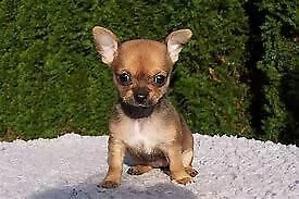 disponibili cuccioli di pincher chiwawa boni e molto inteligenti d