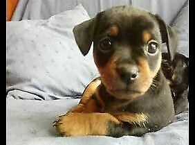 cedo cuccioli di pincher toy gentilissimi affetuosissimi e inteligentissimi