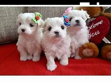 affettuosi cuccioli di maltese toy/