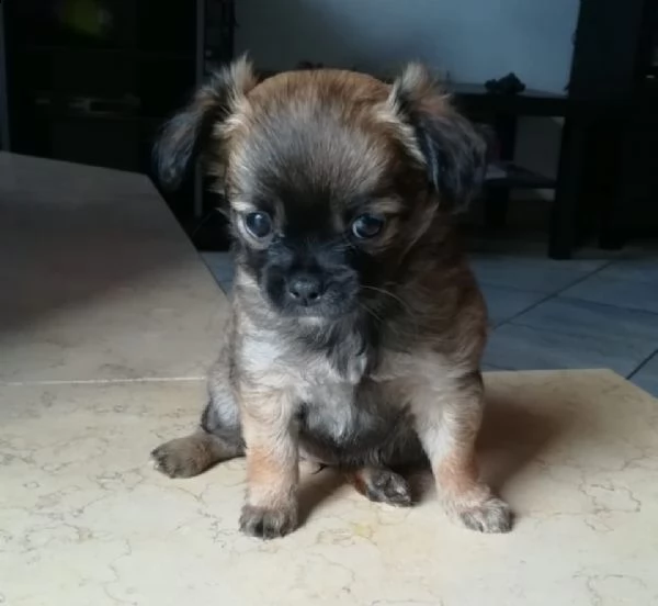 disponibili bellissimi cuccioli di chihuahua