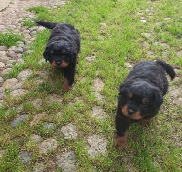 ancora prenotabili due femmine cucciole di rottweiler 