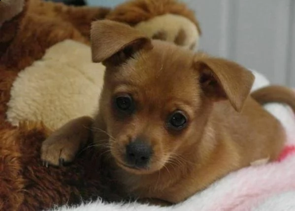disponibili serenissimi, cuccioli di pincher chihuahua