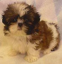 bellissimo cucciolo di shitzu mini mini toy perfettissimi eccellentissimi 