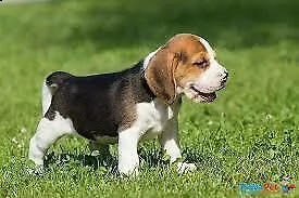 cucciolotti di beagle